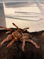 Vogelspin P. Muticus