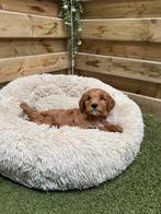 Mooie mini/medium labradoodle pups, Parvo, België, Overige rassen, 8 tot 15 weken