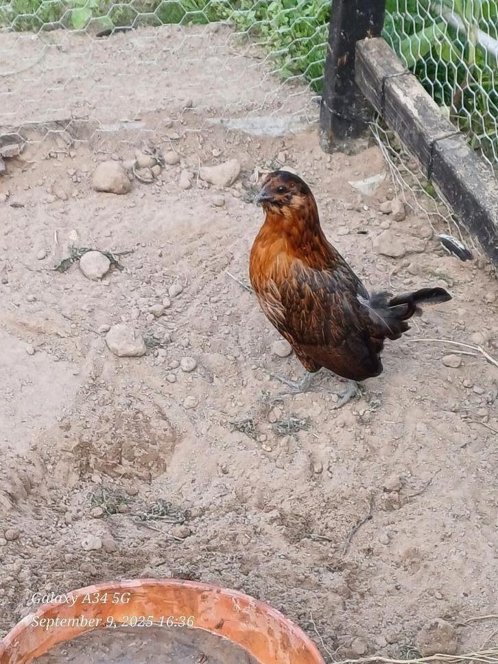 Antwerpse baardkrielen 2025:hennen en haantjes, Dieren en Toebehoren, Pluimvee, Kip