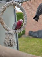 Koppel kaketoes, Dieren en Toebehoren