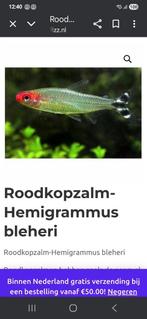 Roodkop zalm locatie maastricht, Dieren en Toebehoren