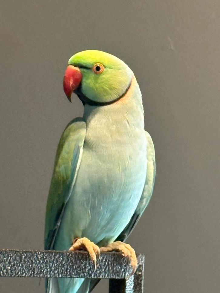 Halsband parkieten( koppen), Dieren en Toebehoren, Vogels | Hokken en Kooien, Gebruikt, Ophalen