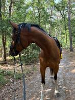 Spring paard Allround, Merrie