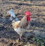 1 jong splash haantje van 2025, Mâle, Poule ou poulet