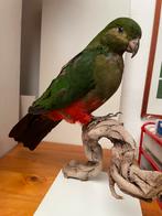 Opgezette vogel, Enlèvement ou Envoi, Oiseaux, Animal empaillé