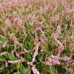 Persicaria Pink Mist, Tuin en Terras, Planten | Tuinplanten, Ophalen