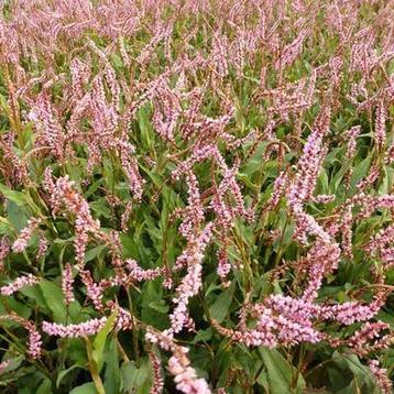 Persicaria Pink Mist beschikbaar voor biedingen