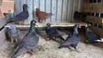 Sierduiven, Dieren en Toebehoren, Vogels | Duiven, Overige soorten