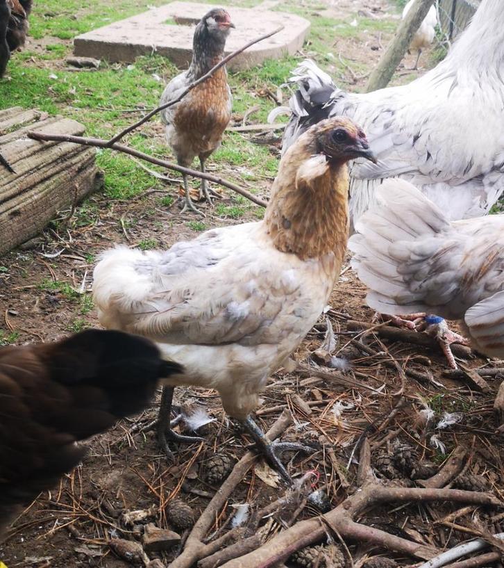 kippen en hanen gekleurde eieren, Dieren en Toebehoren, Pluimvee, Kip