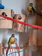 Bewezen koppel pyrrhura, Dieren en Toebehoren, Meerdere dieren, Parkiet, Geringd