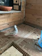 Mannelijke toghi duif, Animaux & Accessoires, Oiseaux | Pigeons