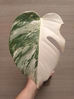 Monstera deliciosa var borsigiani albo variegata, Huis en Inrichting, Kamerplanten, Ophalen of Verzenden