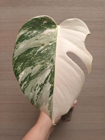 Monstera deliciosa var borsigiani albo variegata  beschikbaar voor biedingen