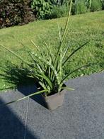 Sanseveria, Huis en Inrichting, Kamerplanten, Ophalen, Minder dan 100 cm