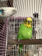 2 parkieten met het kooi voor €60