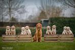 Prachtige donkere Golden retriever pup bij particulieren, Golden retriever, België, Particulier, Parvo