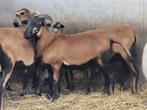 Kameroen schaap ram, Mannelijk, Schaap, 0 tot 2 jaar