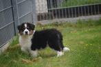 Australische herder pup, aussi ,Australian Shepherd pups, België, 8 tot 15 weken, Meerdere, Meerdere dieren