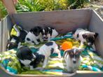 Speelse Jack Russell pups, Dieren en Toebehoren, België, Fokker | Hobbymatig, Jack Russell Terriër, CDV (hondenziekte)