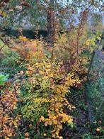 haagbeukplanten / notelaar, Tuin en Terras, Ophalen of Verzenden, Haagbeuk