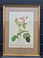 Vintage kader met rozen Redouté, Antiek en Kunst, Ophalen of Verzenden