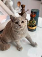 Brits korthaar lilac tortie ( latent) & lilac point, Dieren en Toebehoren, Meerdere dieren, Gechipt, 0 tot 2 jaar