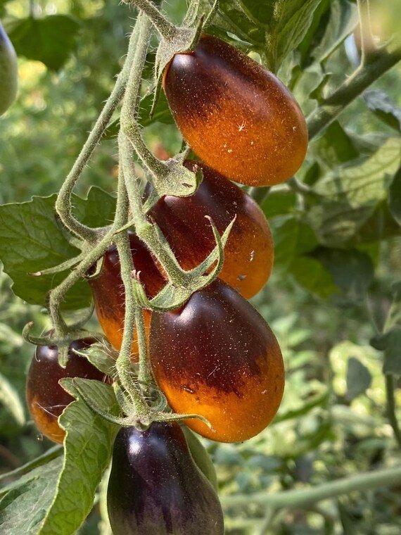 Indigo Pear Drops - Graines de tomates, Jardin & Terrasse, Bulbes & Semences, Envoi