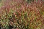 Panicum virgatum 'Squaw Select' (vingergras), Tuin en Terras, Planten | Tuinplanten, Ophalen, Volle zon, Vaste plant, Siergrassen