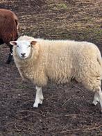 Schapen te koop, Dieren en Toebehoren