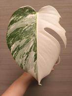 Monstera deliciosa var borsigiani albo variegata, Huis en Inrichting, Kamerplanten, Ophalen of Verzenden