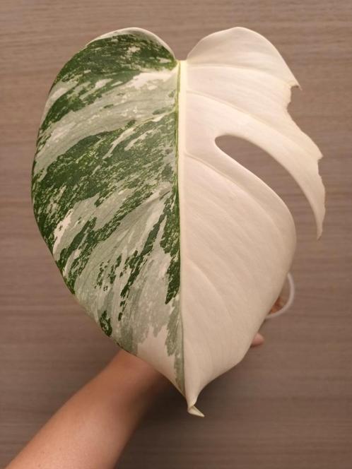 Monstera deliciosa var borsigiani albo variegata, Huis en Inrichting, Kamerplanten, Ophalen of Verzenden