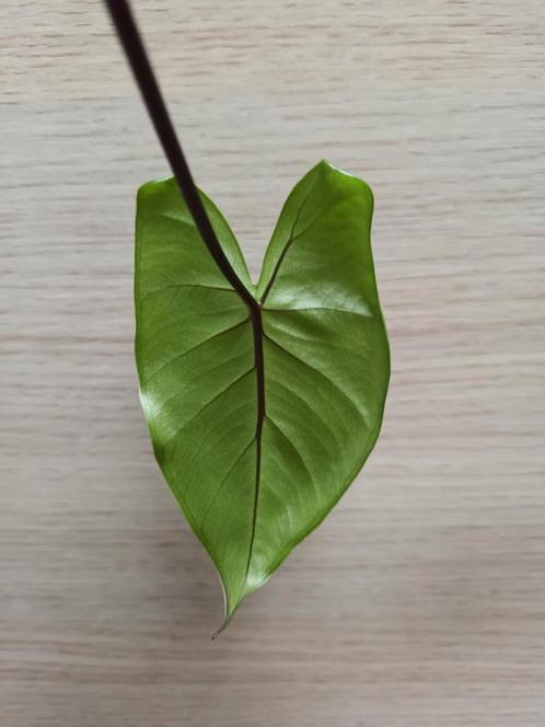 Alocasia macrorrhiza black stem, Huis en Inrichting, Kamerplanten, Ophalen of Verzenden