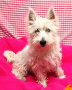 Superleuke Westie pups!, Dieren en Toebehoren, Honden | Jack Russells en Terriërs, 15 weken tot 1 jaar, Overige rassen, Buitenland