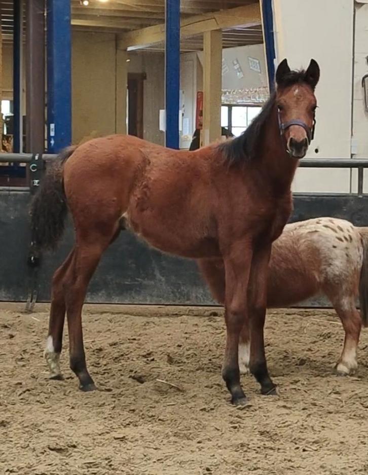 Knap veulen, Dieren en Toebehoren, Paarden