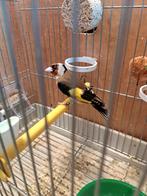 Parva man 2025, Geringd