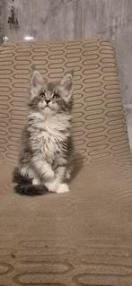 Maine Coon kitten met stamboom, Poes, Met stamboom, 0 tot 2 jaar