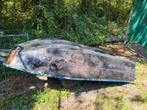 Barque en polyester avec remorque, Watersport en Boten, Roeiboten, Ophalen, Zo goed als nieuw, Polyester