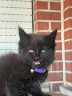 Maine Coon kittens van geteste ouders !, Dieren en Toebehoren, Meerdere dieren, Gechipt, 0 tot 2 jaar