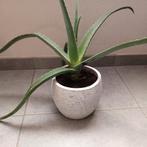 Aloe vera plant zonder sierpot., Huis en Inrichting, Kamerplanten, Ophalen