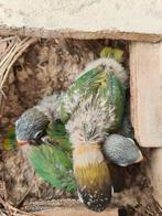 Personata jongen, Dieren en Toebehoren, Geringd