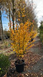 Parrotia persica, Tuin en Terras, Ophalen