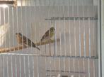 mannetjes citroenborstedelzanger, Mannelijk, Tropenvogel, Geringd