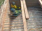 Splendid parkiet opaline, Meerdere dieren, Parkiet, Geringd