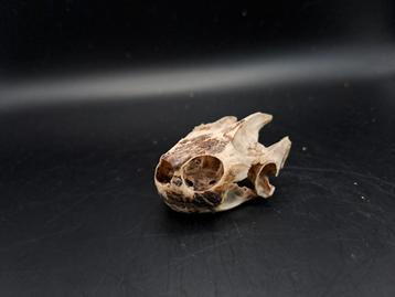 crâne de tortue 