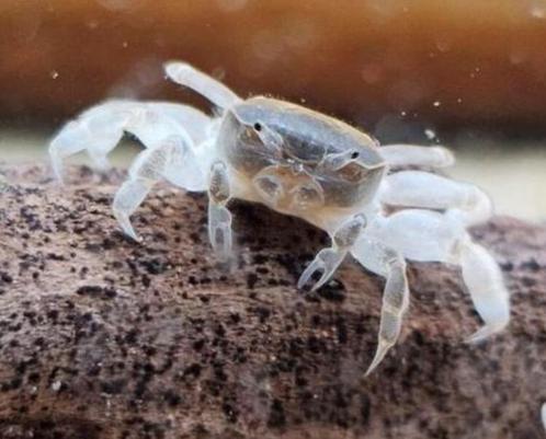 Zeldzame dwerg krabben, 10 beschikbaar (nano zoetwater), Dieren en Toebehoren, Vissen | Aquariumvissen, Zoetwatervis, Kreeft, Krab of Garnaal