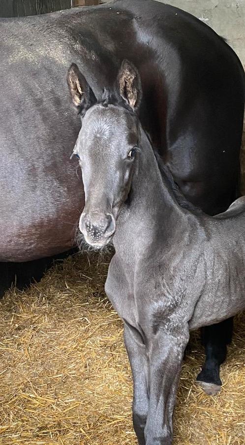 2 prachtige en stoere dressuur veulens, Dieren en Toebehoren, Paarden, Z