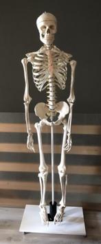 Anatomisch skelet, Diversen, Ophalen, Zo goed als nieuw
