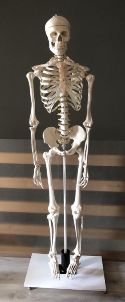 Anatomisch skelet, Diversen, Schoolbenodigdheden, Zo goed als nieuw, Ophalen