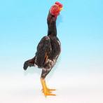 Cherche Ko shamo, Dieren en Toebehoren, Pluimvee, Kip