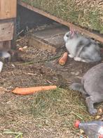 Reuzen, rammen, Dieren en Toebehoren, Konijnen